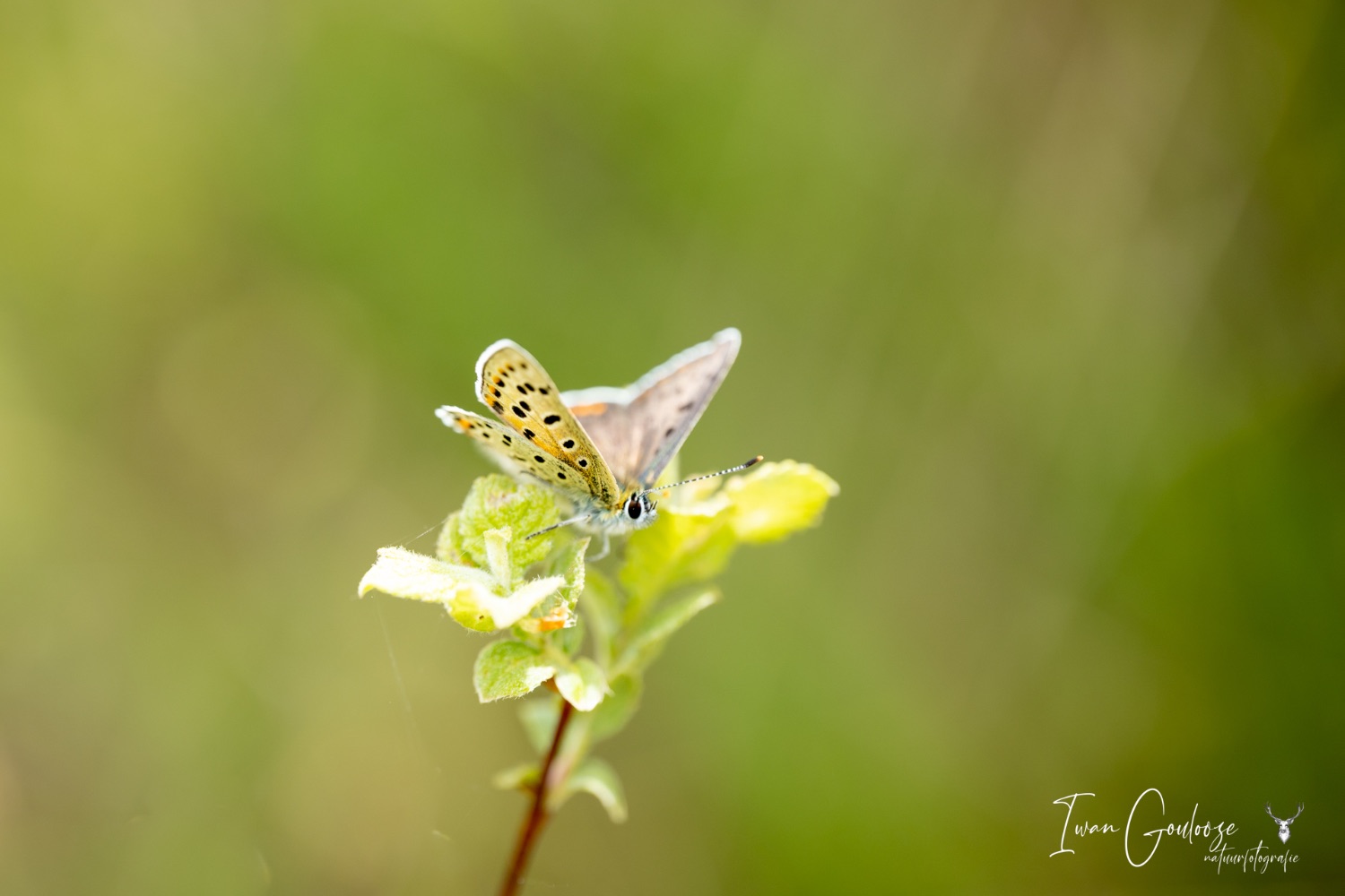 29 mei 2023 152619  R2A3350